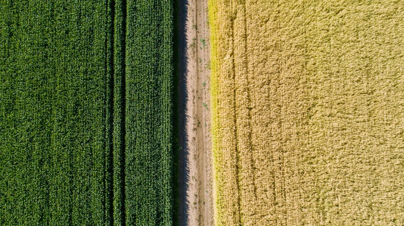 Aerial top-down view of a narrow dirt path dividing green cornfield from golden wheatfield