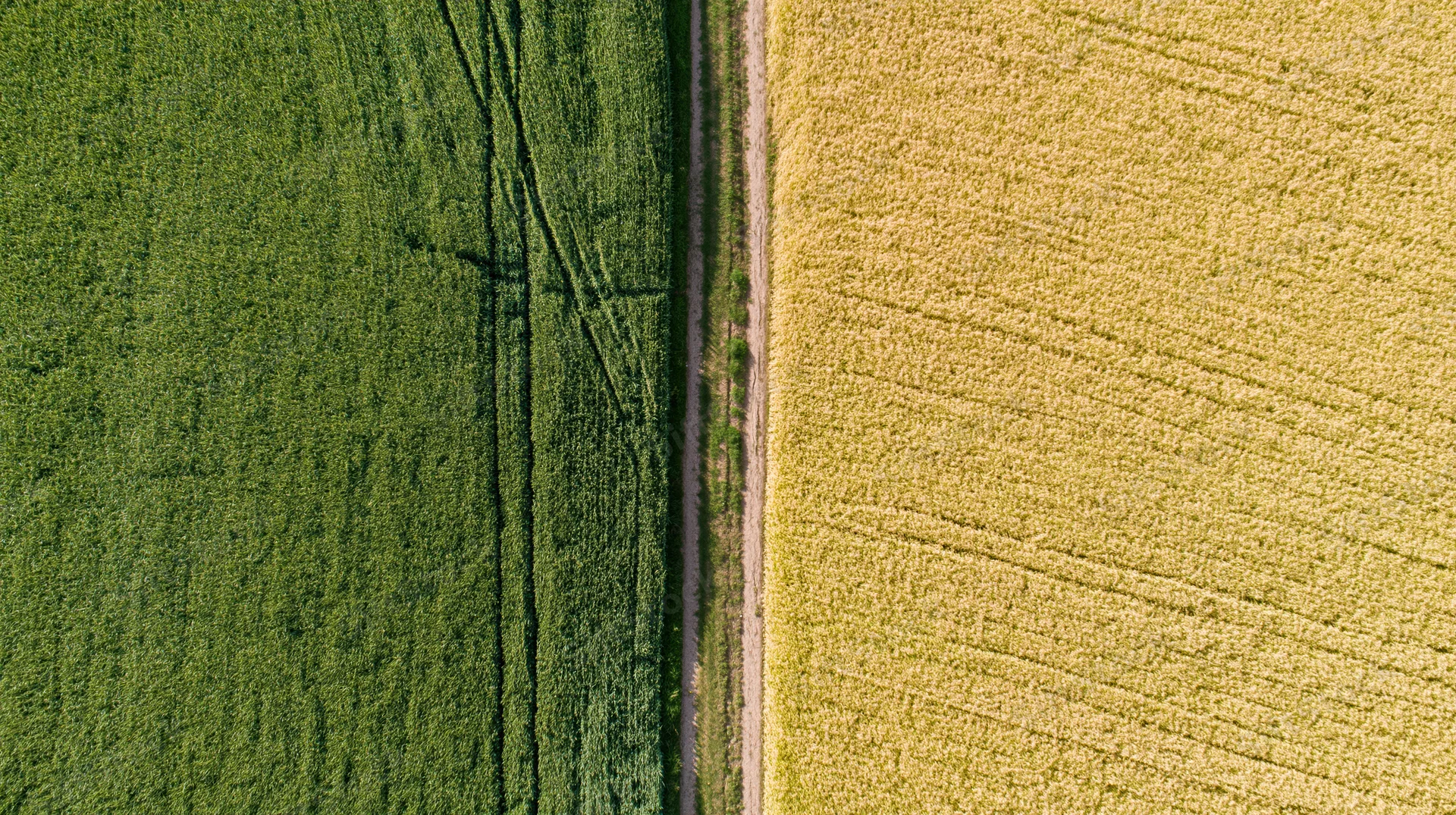 Aerial top-down view of a narrow dirt path dividing green and yellow crop fields in a rural farm landscape