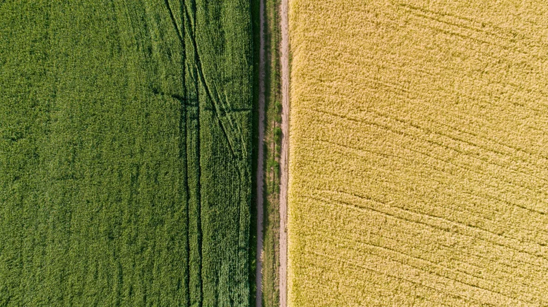 Aerial top-down view of a narrow dirt path dividing green and yellow crop fields in a rural farm landscape