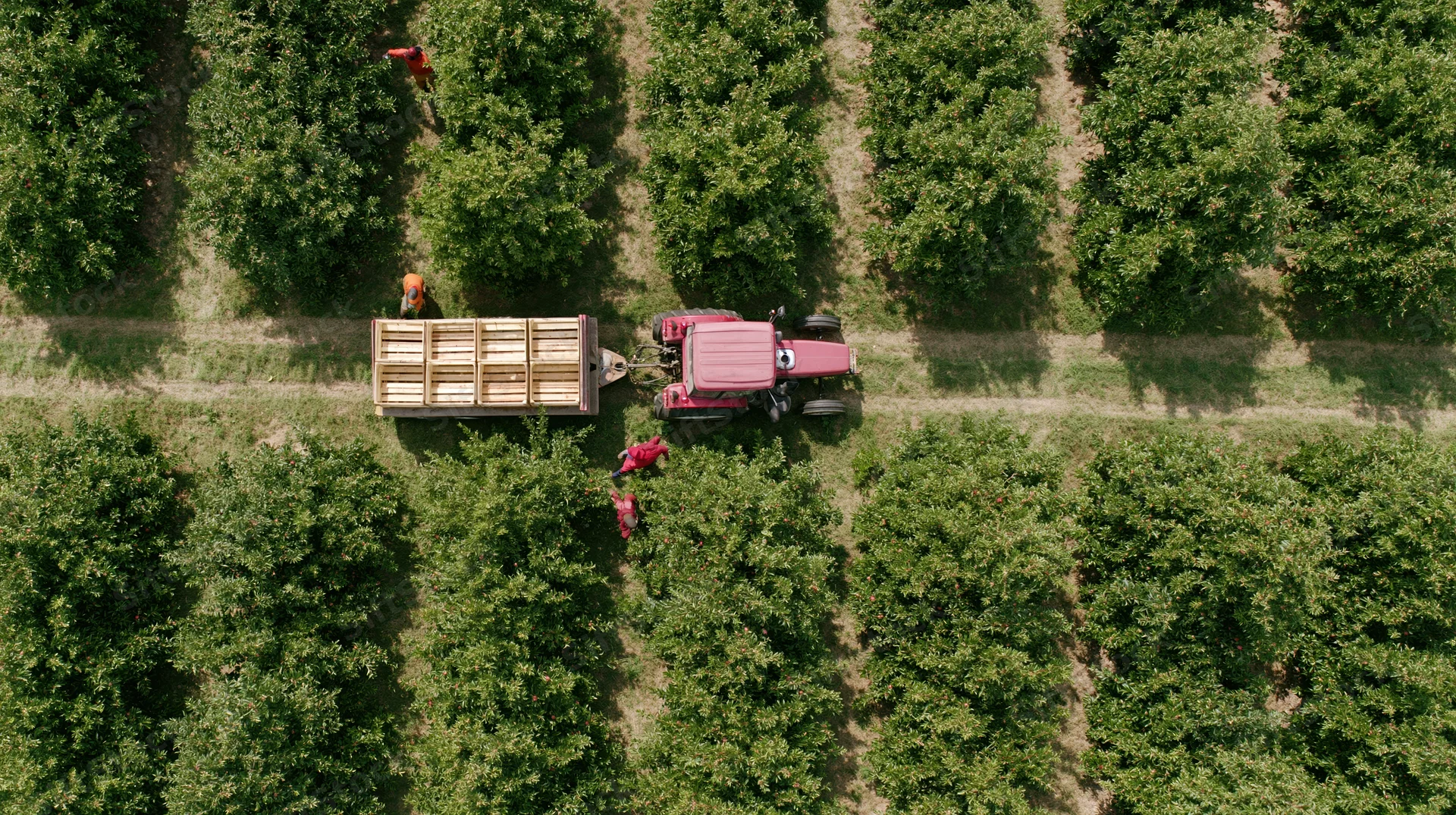 Red tractor pulling flatbed trailer through orchard rows with workers harvesting fruit