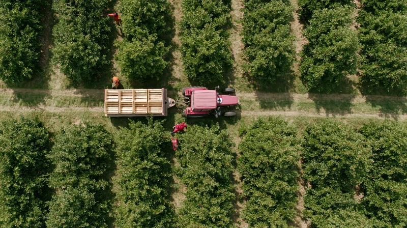 Red tractor pulling flatbed trailer through orchard rows with workers harvesting fruit