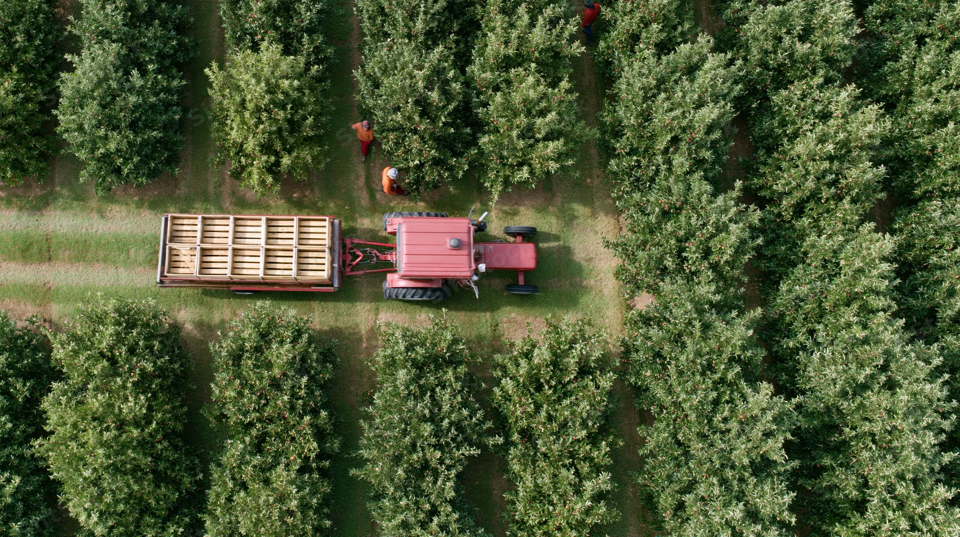 Red tractor pulling flatbed trailer through apple orchard rows with workers harvesting fruit