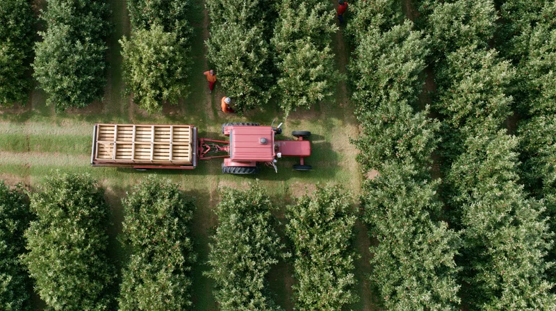 Red tractor pulling flatbed trailer through apple orchard rows with workers harvesting fruit