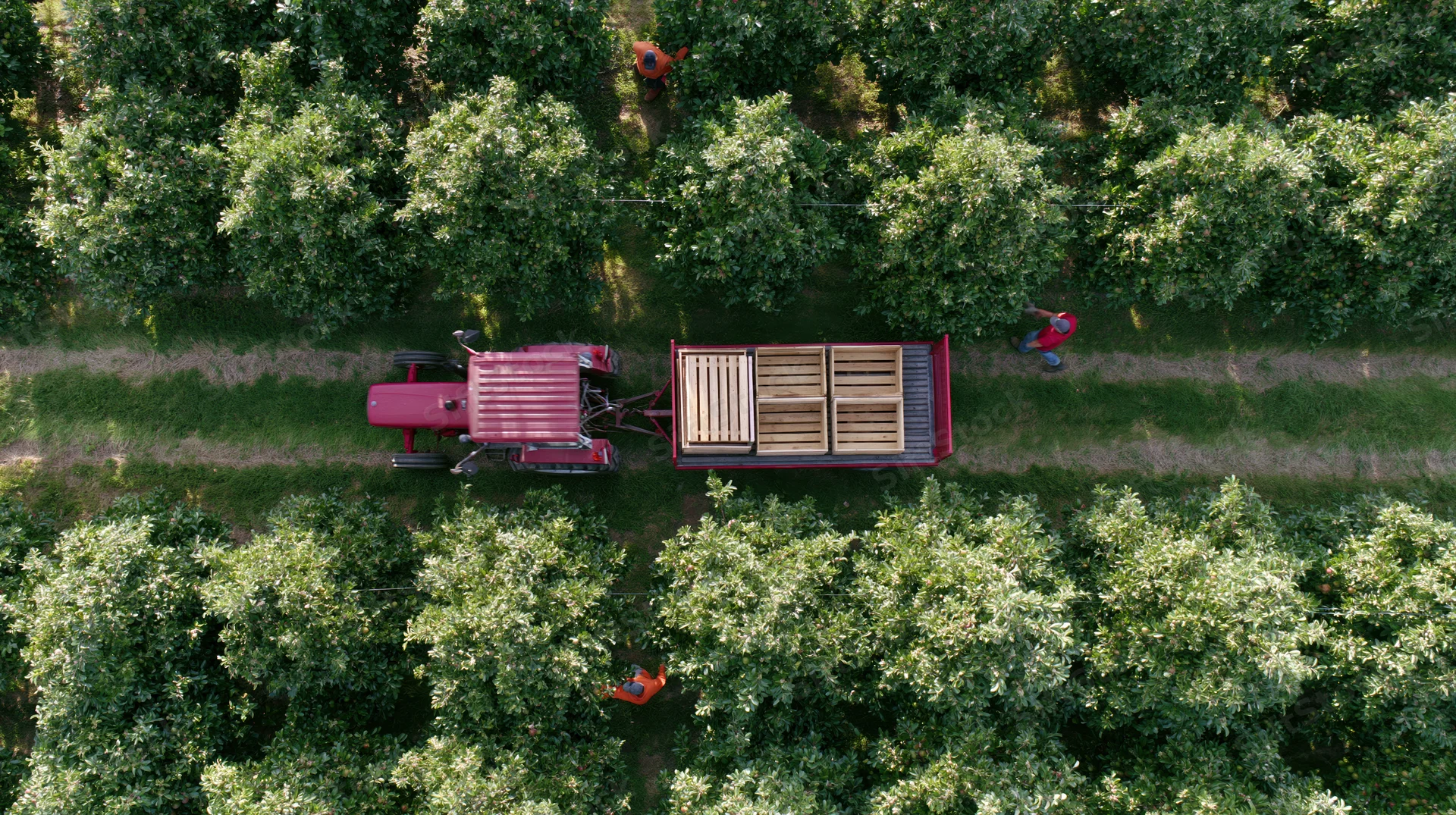 Red tractor pulling flatbed trailer through apple orchard with workers harvesting fruit