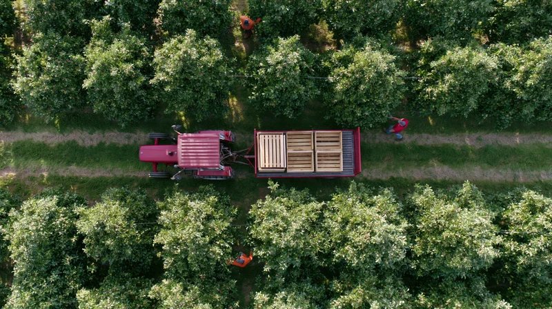 Red tractor pulling flatbed trailer through apple orchard with workers harvesting fruit