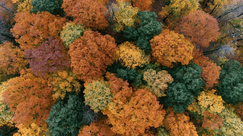 Aerial top-down view of dense deciduous forest canopy in autumn with colorful foliage