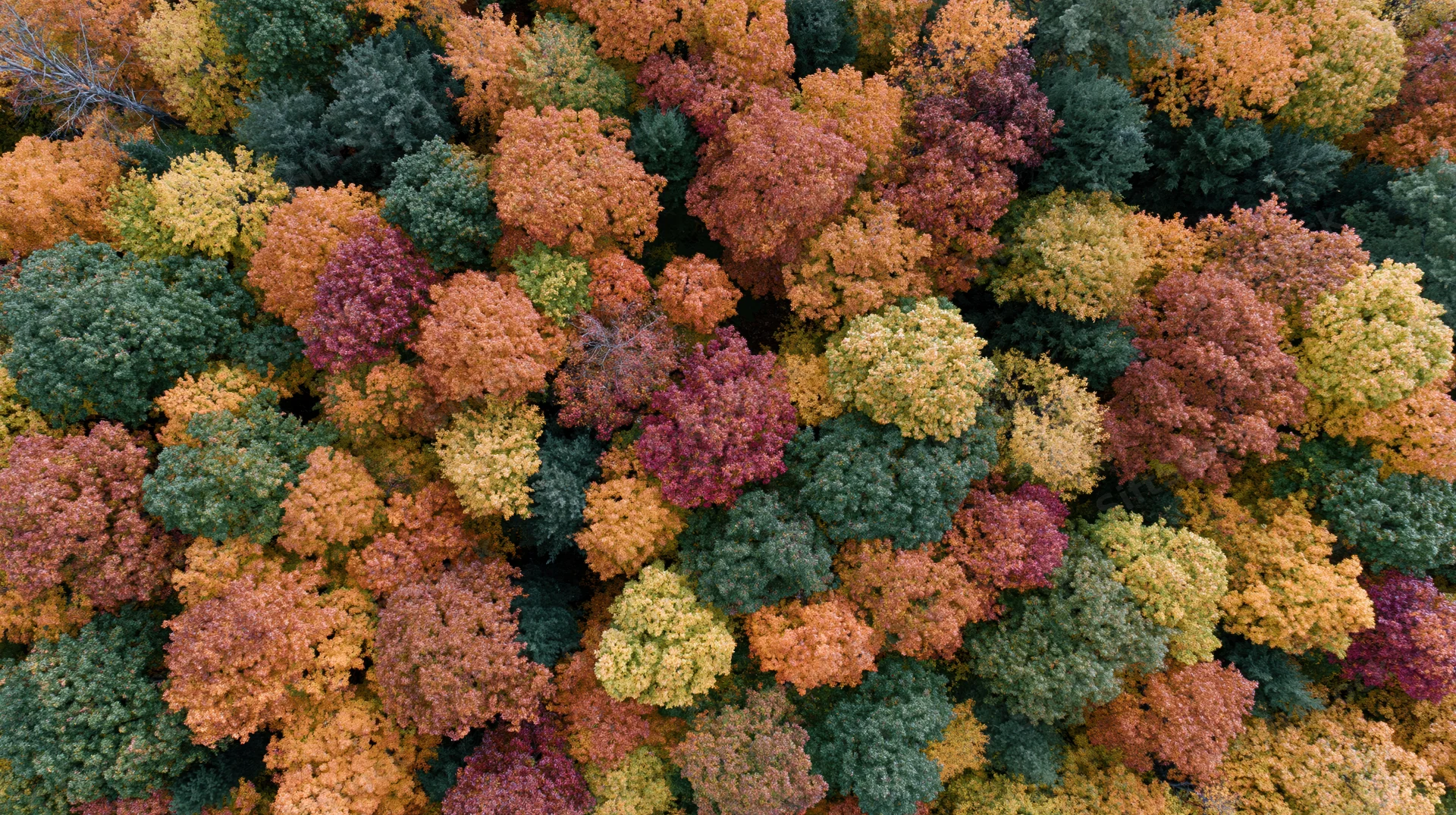 Aerial top-down view of dense deciduous forest canopy in autumn with colorful foliage
