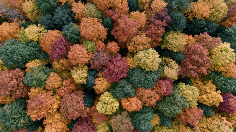 Aerial top-down view of dense deciduous forest canopy in autumn with colorful foliage