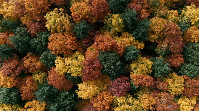 Aerial top-down view of dense deciduous forest canopy in autumn with colorful foliage