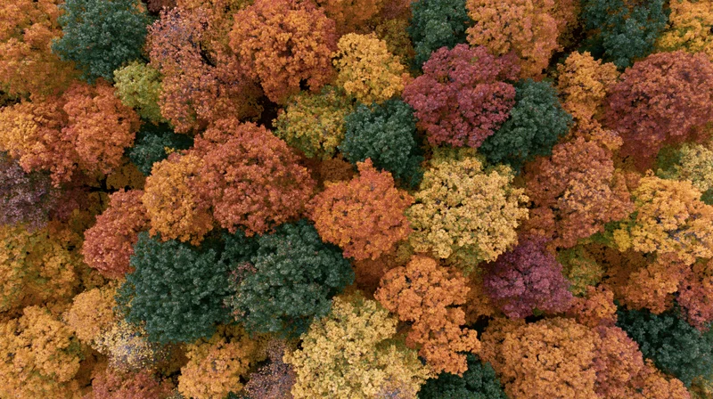 Aerial top-down view of dense deciduous forest canopy in autumn showing colorful foliage