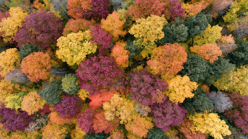 Aerial top-down view of a dense deciduous forest canopy in autumn with colorful foliage