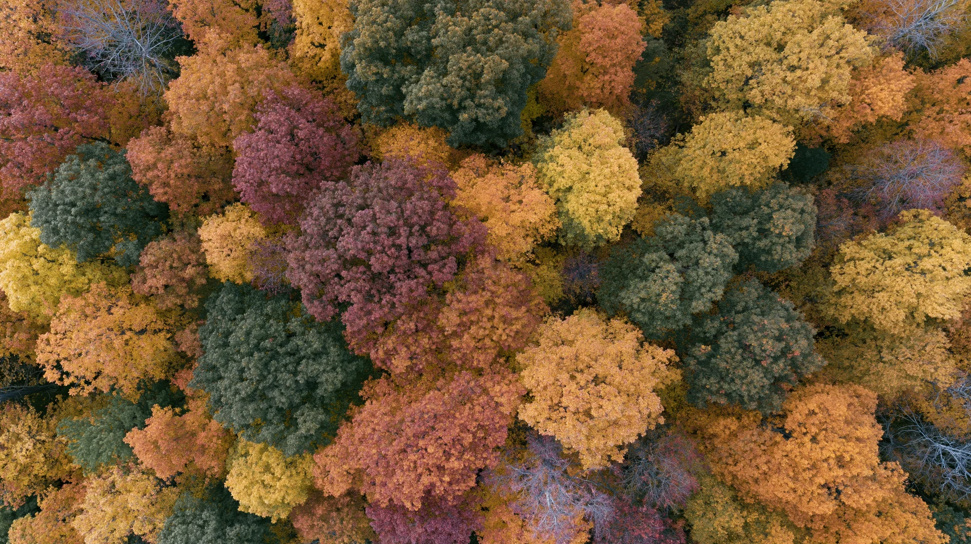 Aerial top-down view of dense deciduous forest canopy in autumn with colorful foliage