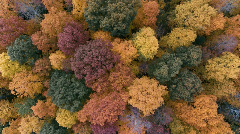 Aerial top-down view of dense deciduous forest canopy in autumn with colorful foliage