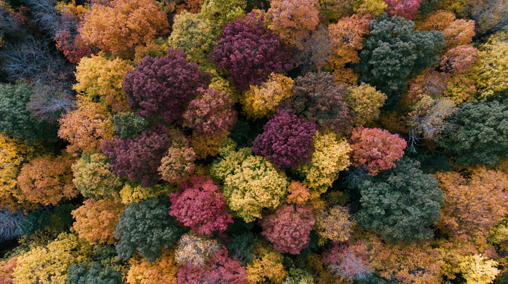 Aerial top-down view of dense deciduous forest canopy in autumn with colorful foliage