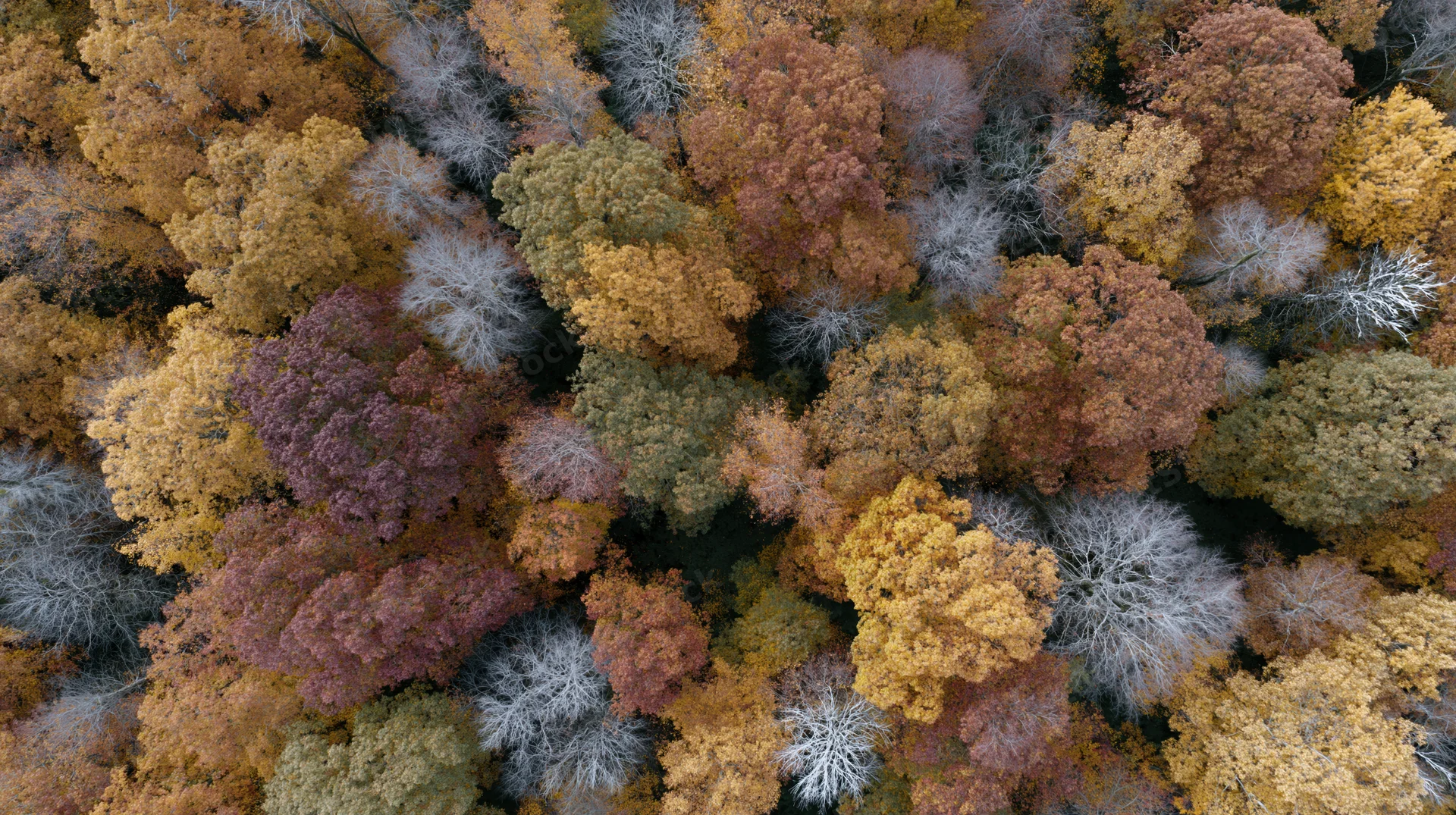 Aerial top-down view of dense deciduous forest canopy in autumn with colorful foliage and bare branches