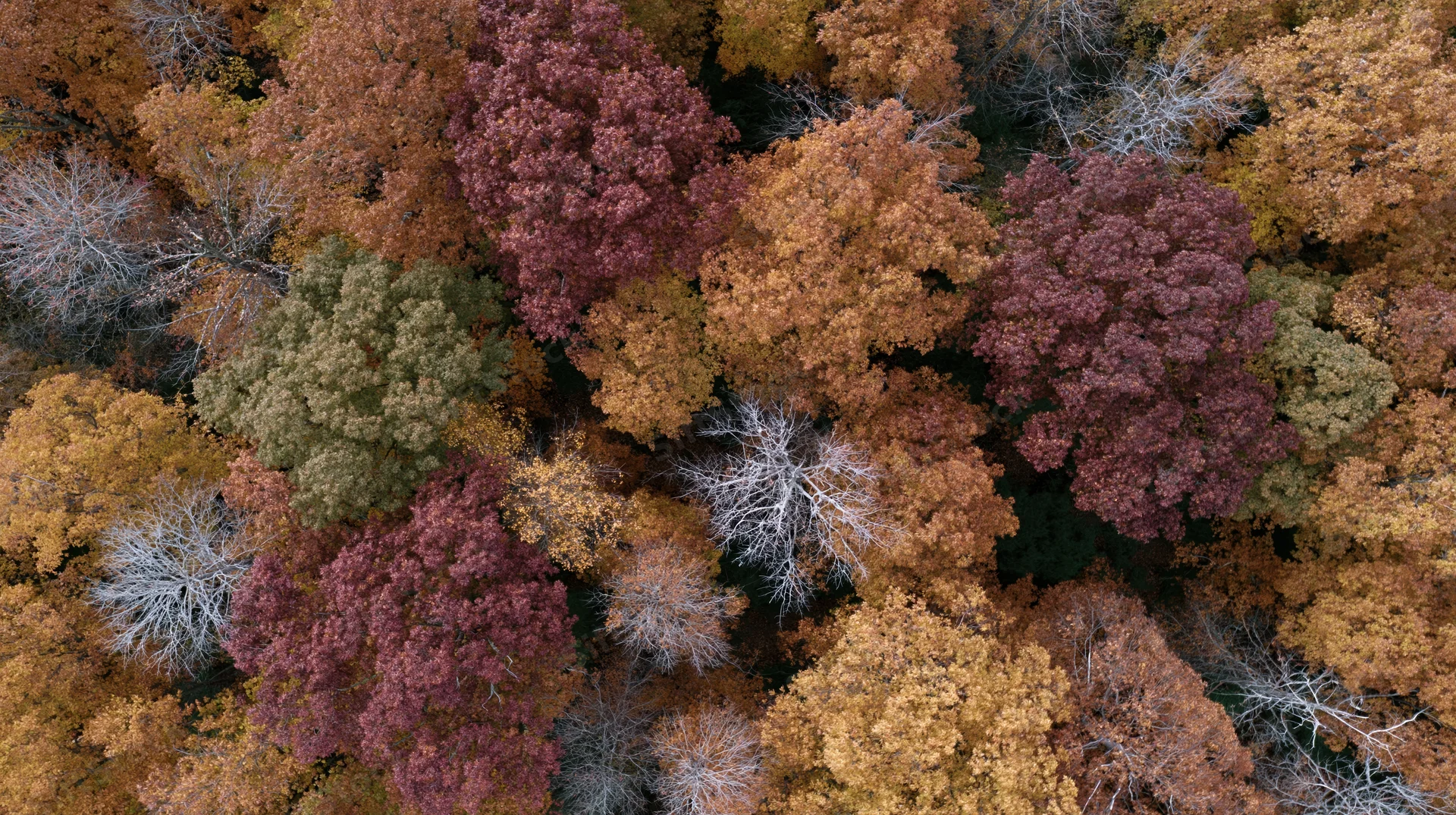 Aerial top-down view of dense deciduous forest canopy in autumn with colorful foliage and bare branches