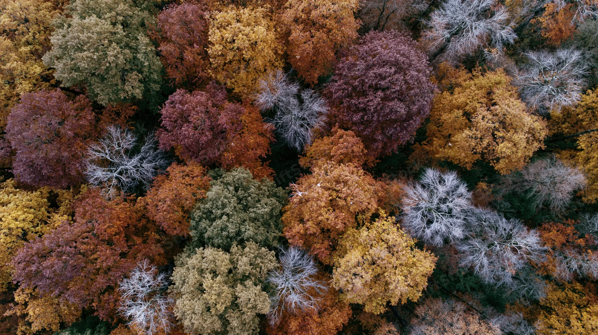 Aerial top-down view of dense deciduous forest canopy in peak autumn color