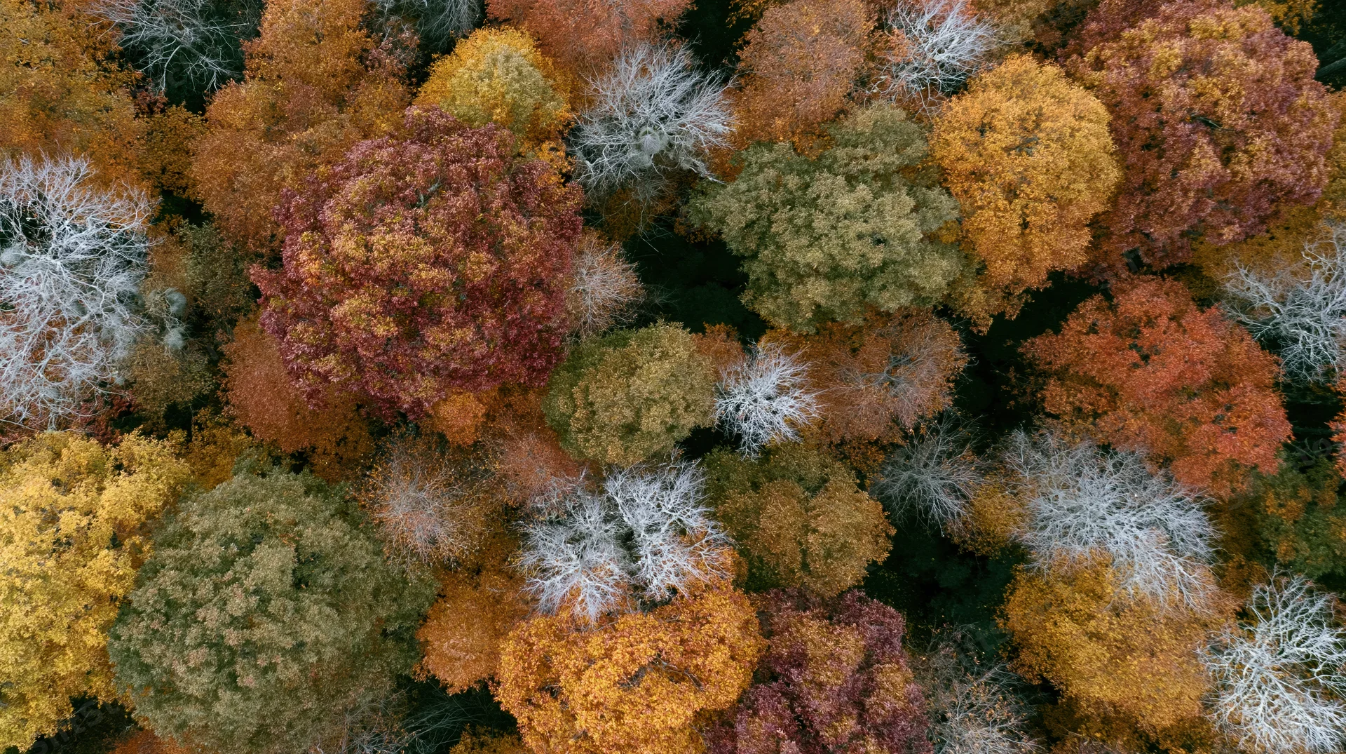 Aerial top-down view of dense deciduous forest canopy in peak autumn colors