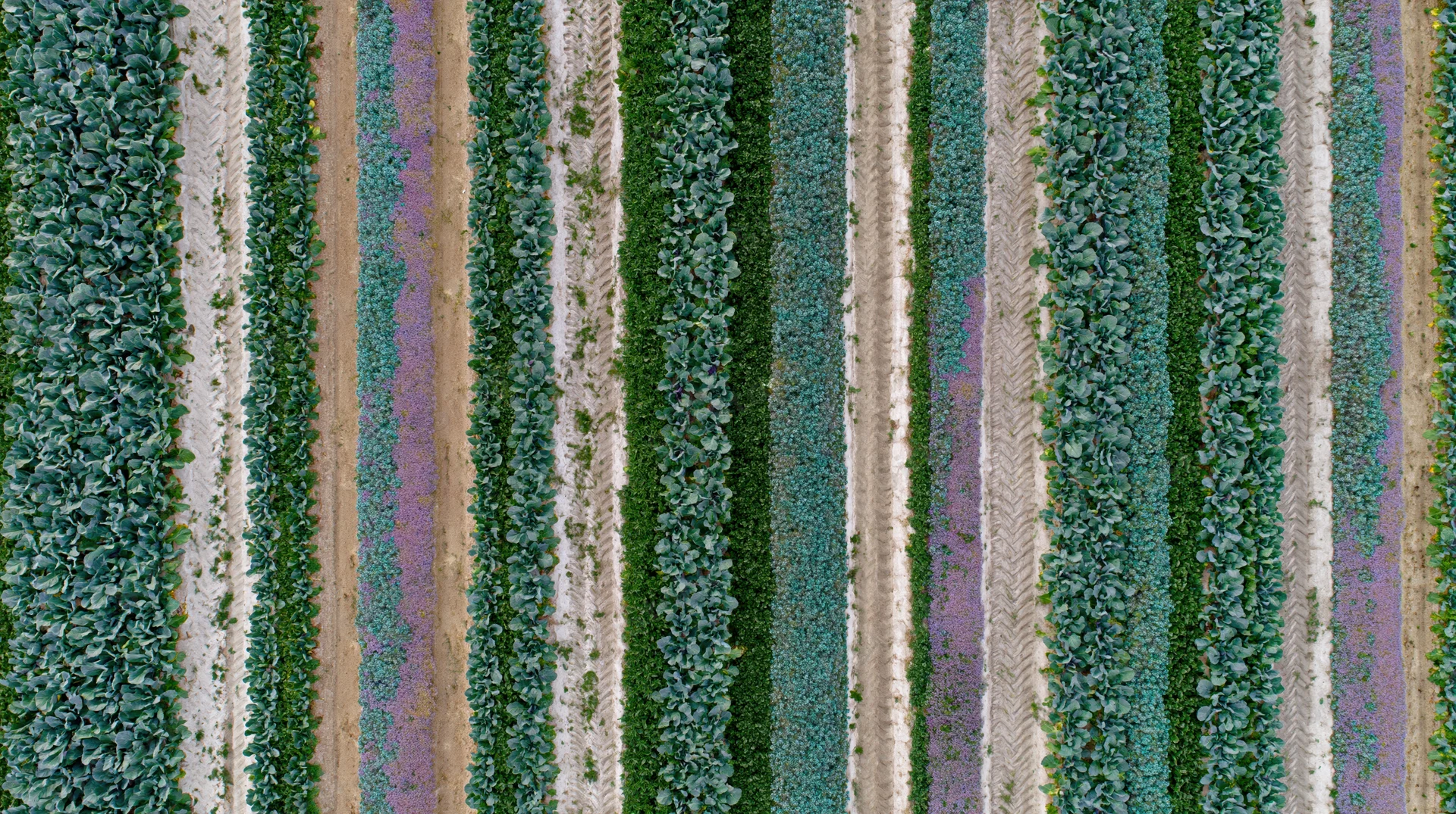 Aerial top-down view of parallel crop rows in a cultivated field
