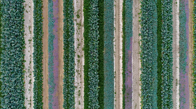 Aerial top-down view of parallel crop rows in a cultivated field
