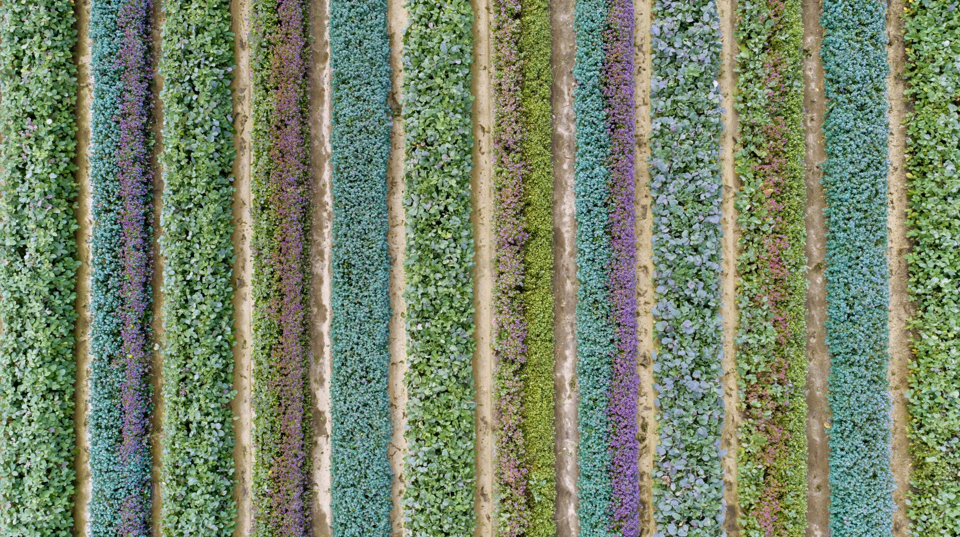 Aerial top-down view of parallel crop rows in a cultivated field