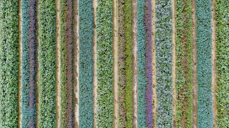 Aerial top-down view of parallel crop rows in a cultivated field