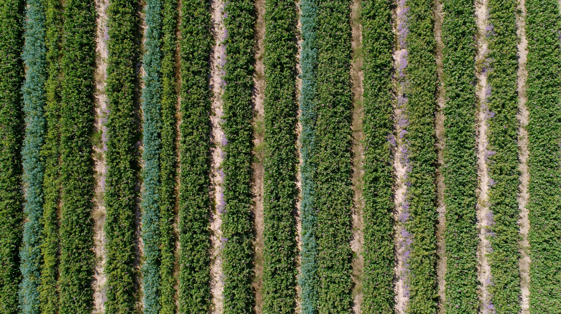 Aerial top-down view of parallel crop rows in a cultivated field