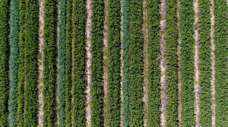 Aerial top-down view of parallel crop rows in a cultivated field