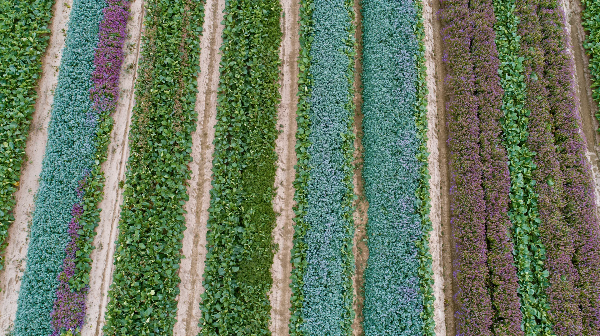 Aerial top-down view of parallel crop rows in a cultivated field showing green, purple and blue plants growing in neat rows with soil pathways between them
