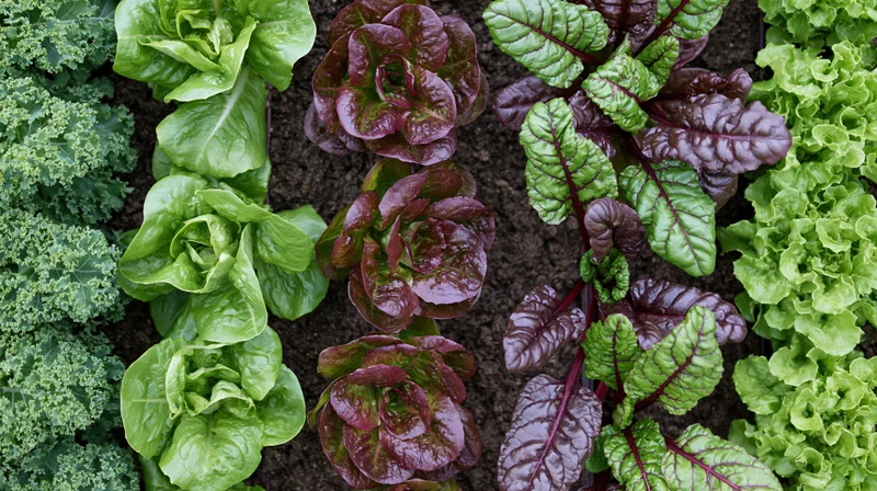 Aerial top-down view of parallel rows of mixed leafy greens growing in soil