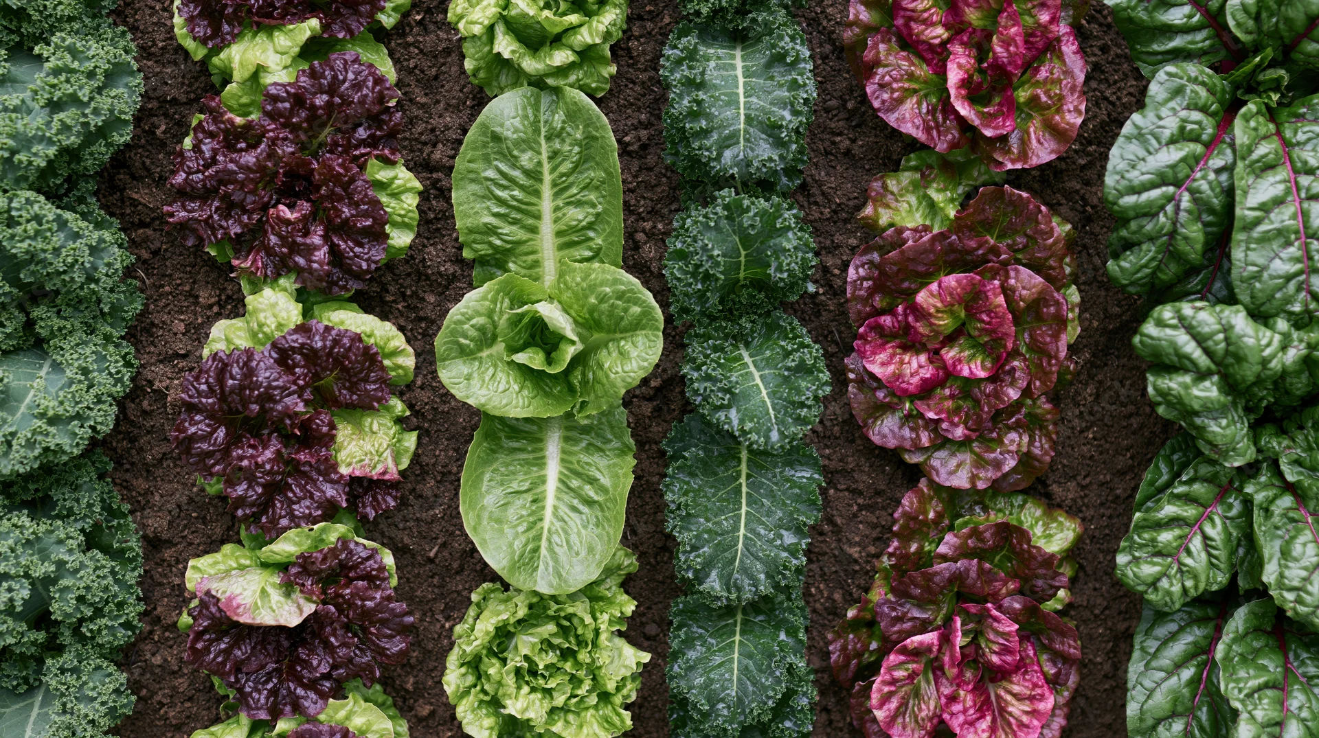 Parallel rows of leafy greens growing in soil from above