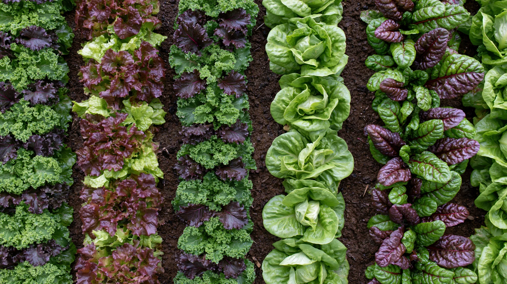 Parallel rows of mixed leafy greens growing in soil from above
