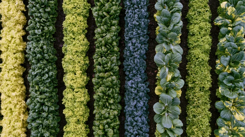 Aerial top-down view of parallel rows of mixed leafy greens growing in a garden bed