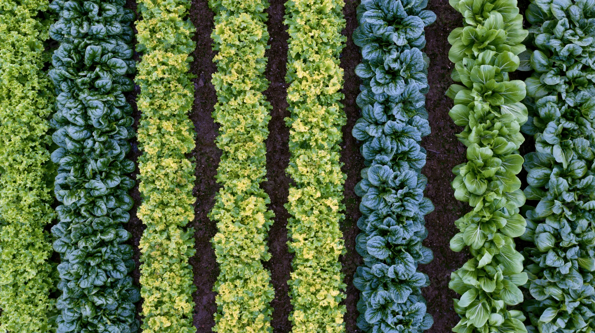Aerial top-down view of parallel rows of mixed leafy greens in a cultivated garden field