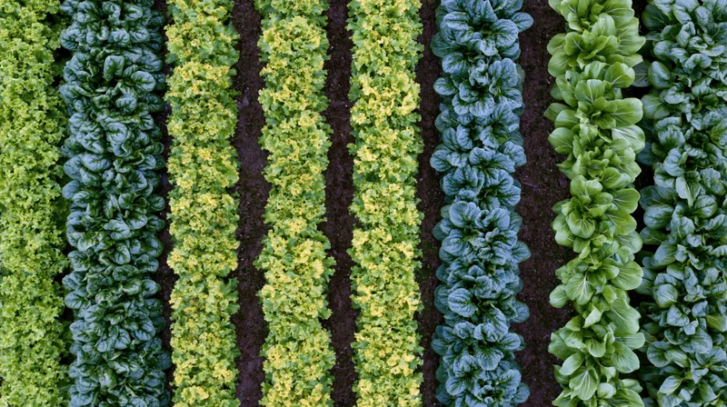 Aerial top-down view of parallel rows of mixed leafy greens in a cultivated garden field