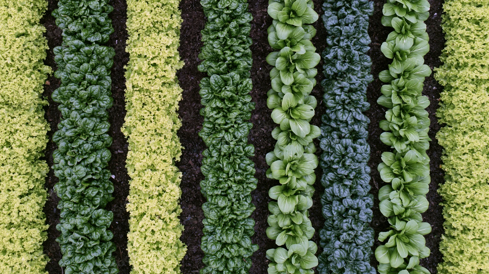 Aerial top-down view of parallel rows of mixed leafy greens growing in soil