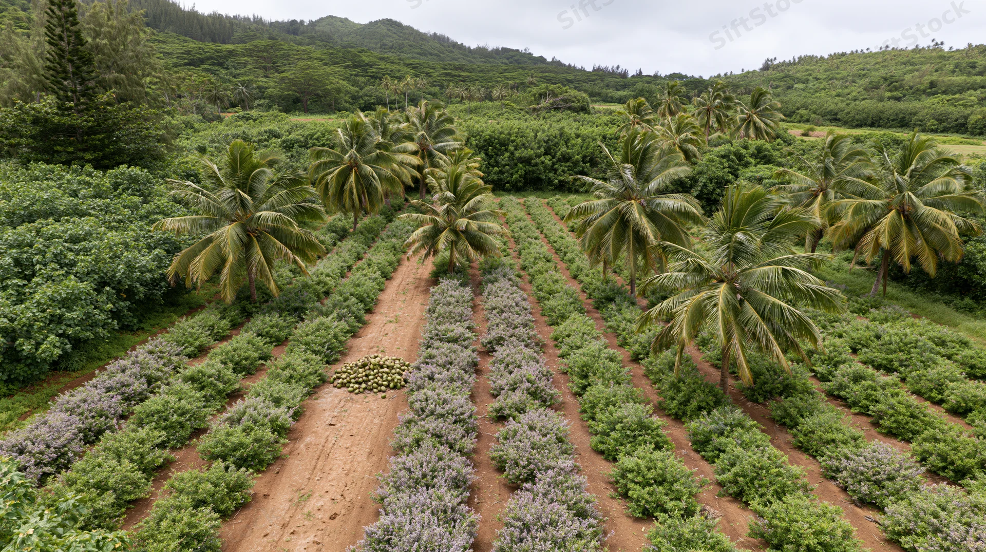 Aerial view of a tropical agroforestry farm with neat rows of coconut palms and crops growing in organized fields