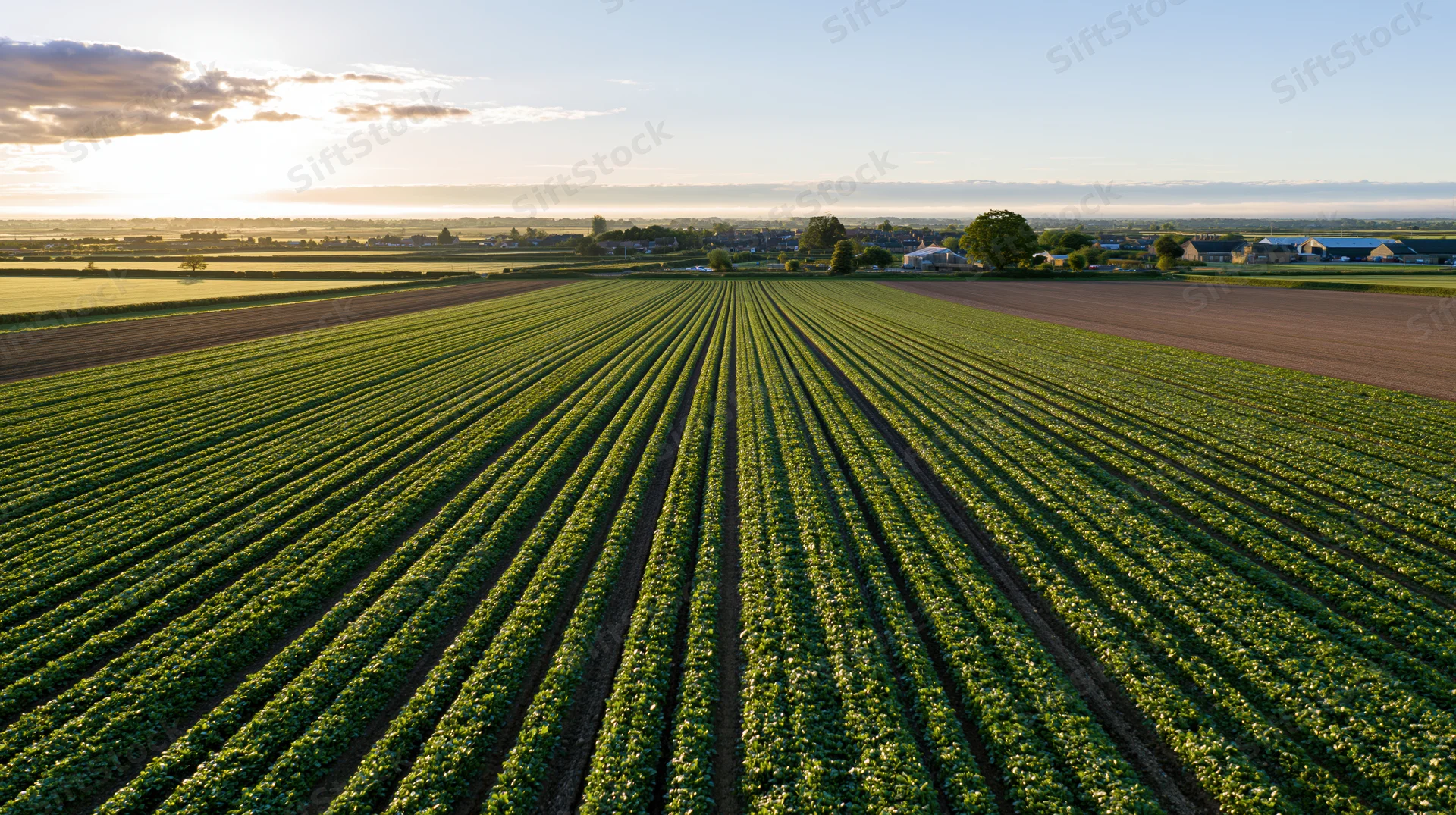 Aerial view of green crop rows stretching across flat farmland toward distant village at sunset