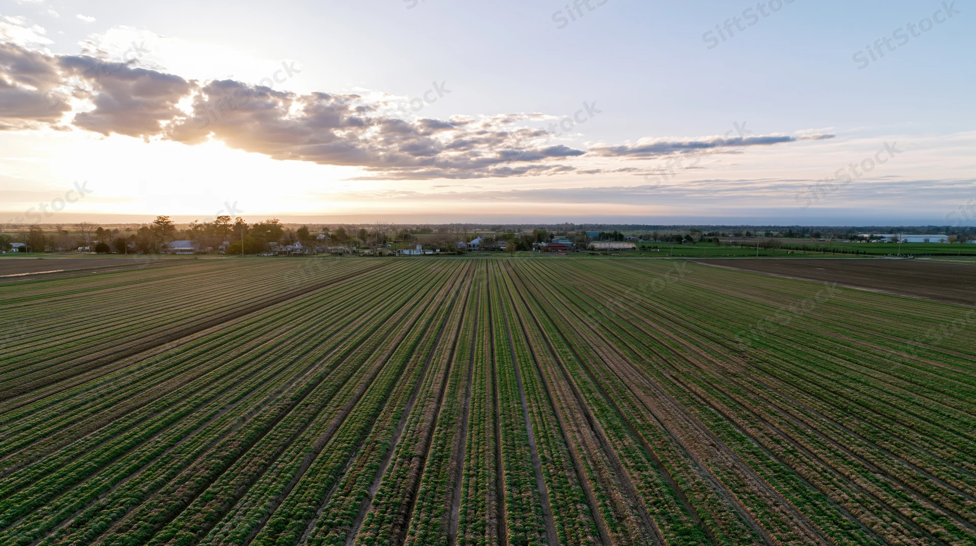 Aerial view of cultivated farmland with rows of crops under sunset sky