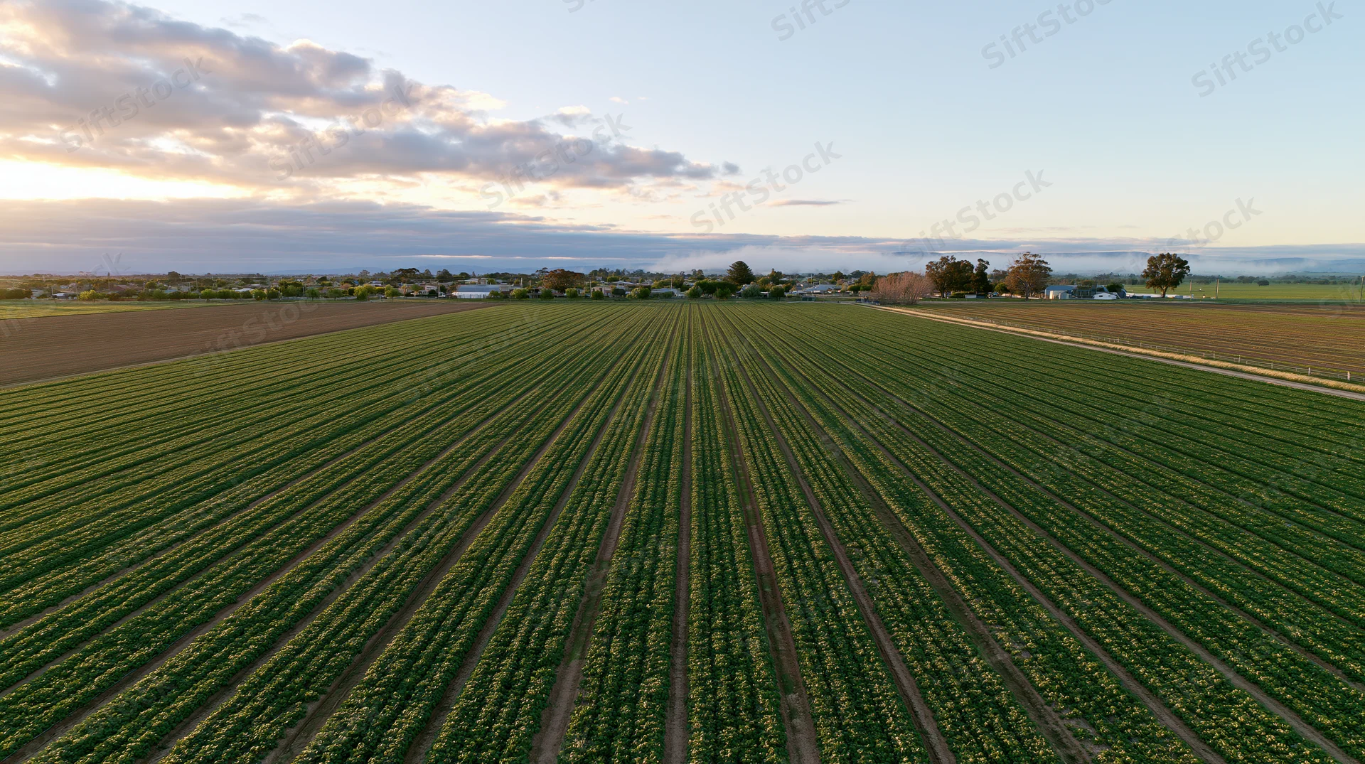 Aerial wide shot of agricultural farmland with rows