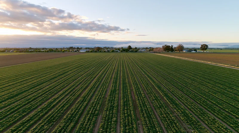 Aerial view of rows of green crops on flat farmland at sunset