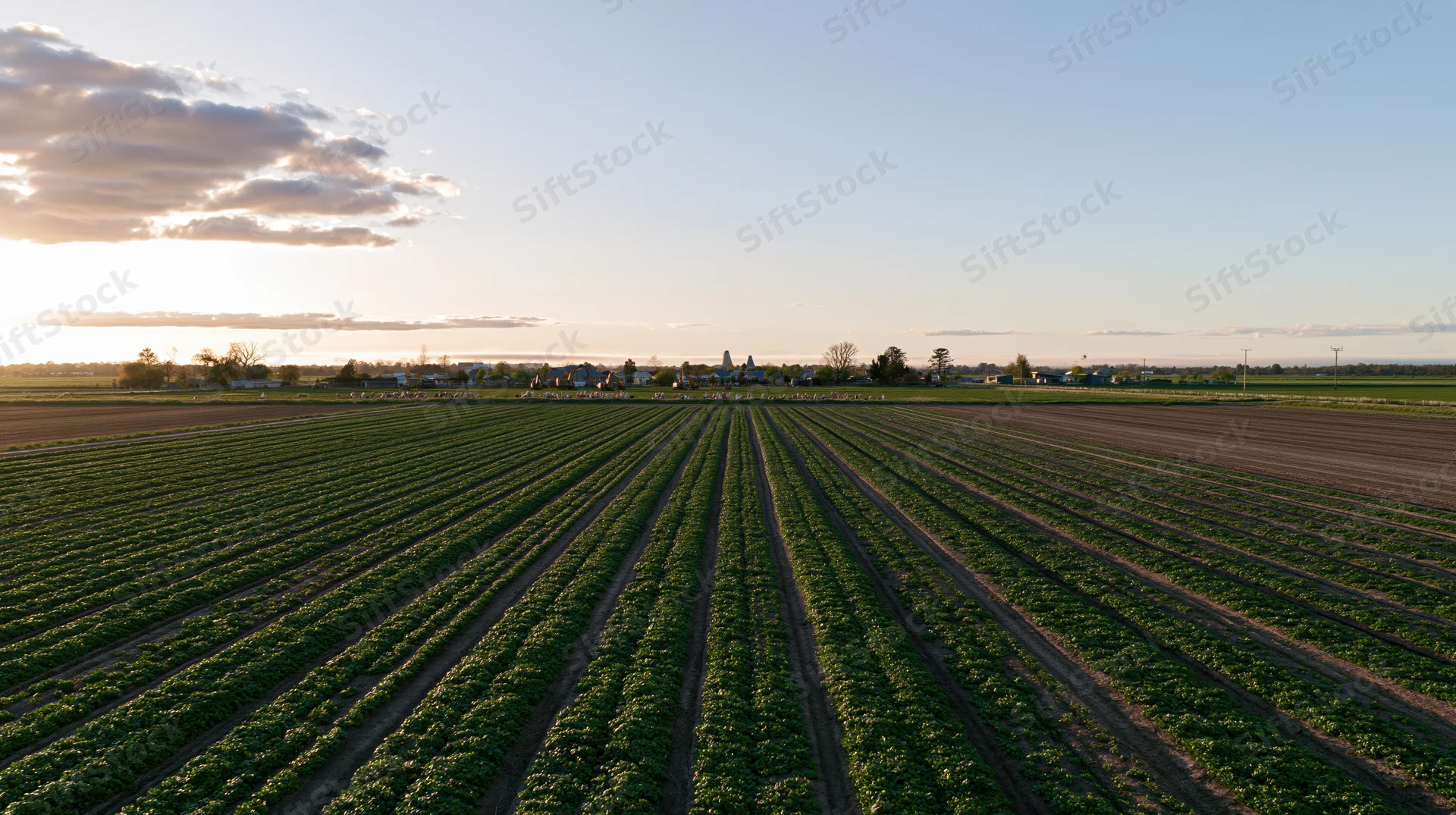Aerial view of rows of green crops on flat farmland at sunset with distant farm buildings and horizon