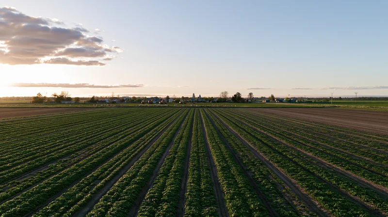 Aerial view of rows of green crops on flat farmland at sunset with distant farm buildings and horizon