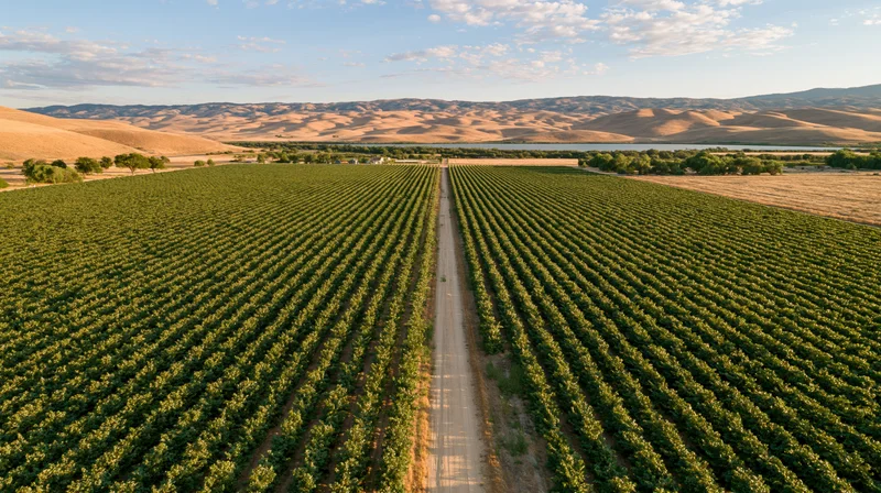 Aerial view of grape rows in a vineyard stretching toward distant mountains and a river under a partly cloudy sky