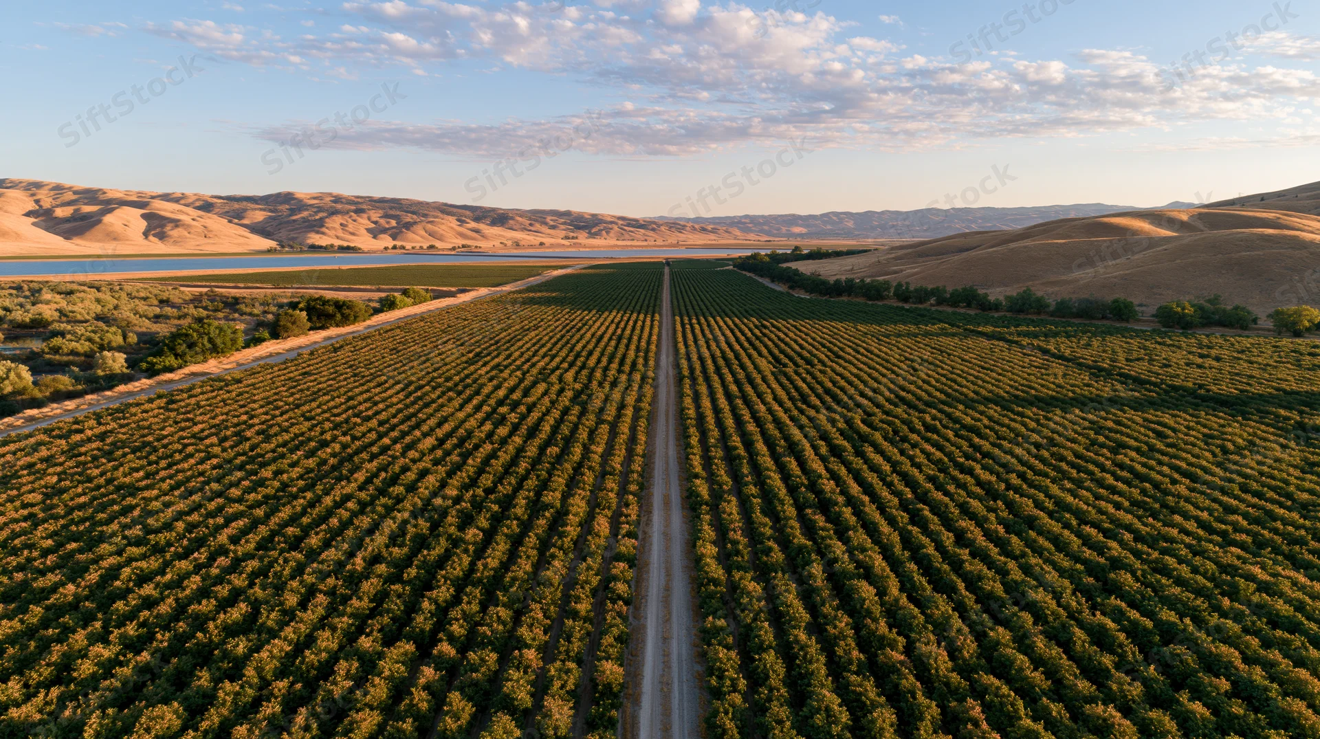 Aerial view of vineyard rows stretching toward distant hills and river at sunset