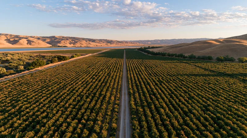 Aerial view of vineyard rows stretching toward distant hills and river at sunset