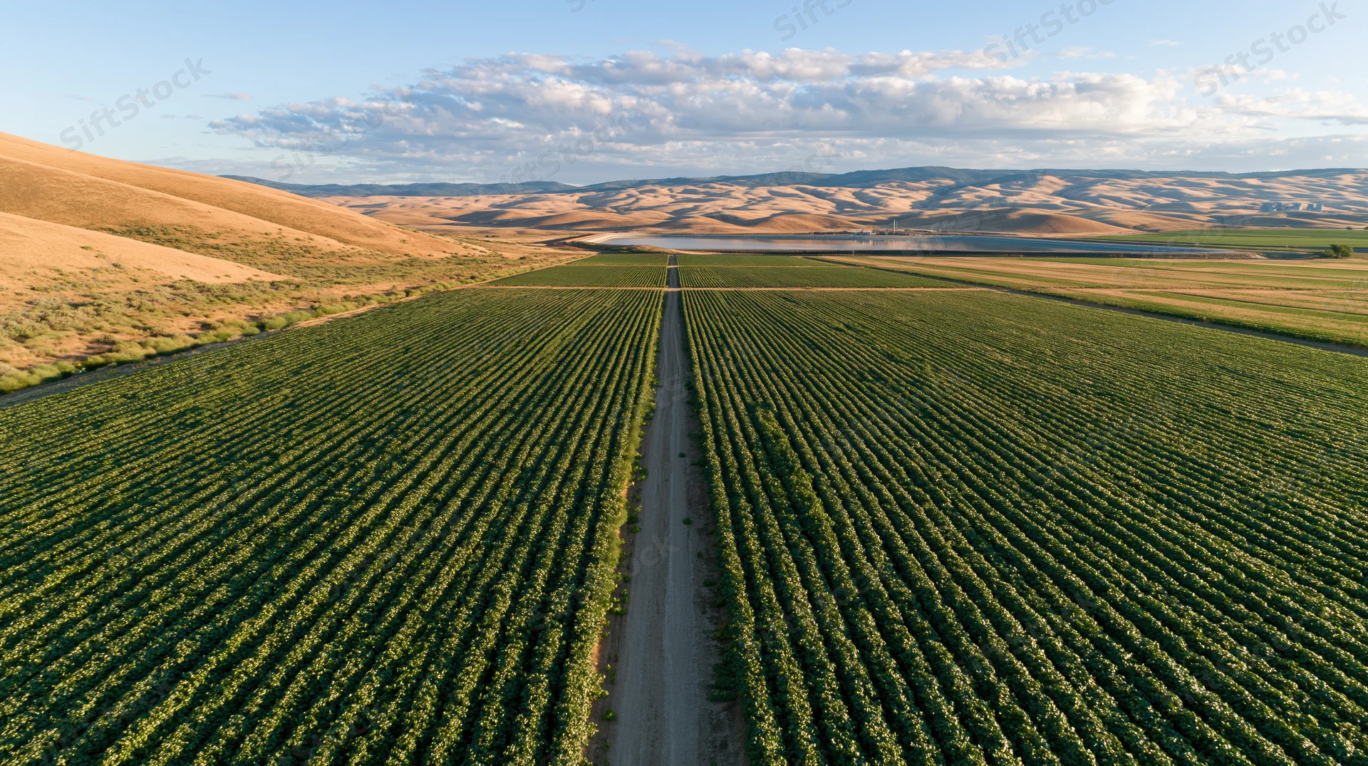 Aerial view of vast vineyard rows stretching toward distant hills under partly cloudy sky