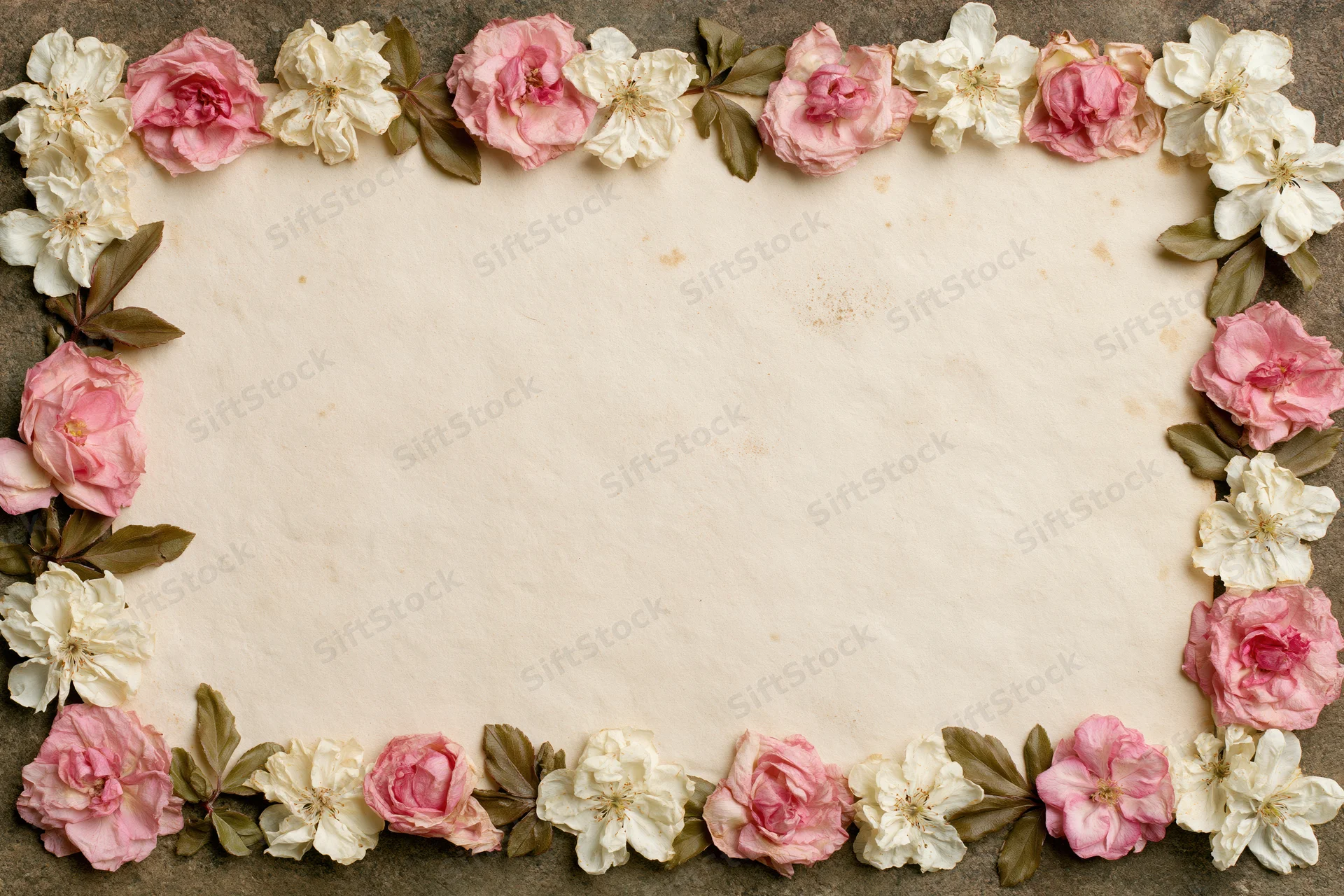 Dried pink and white roses arranged in a floral border around aged paper with copyspace