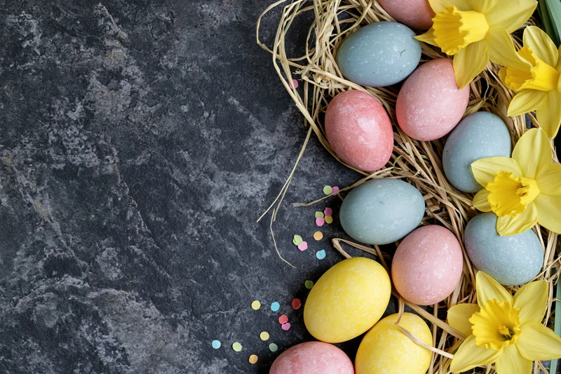 Easter eggs in pastel and jewel tones arranged with daffodils in a straw nest on dark stone surface