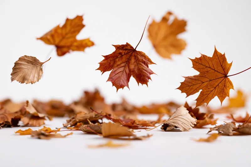 Autumn leaves falling and scattered on a white surface